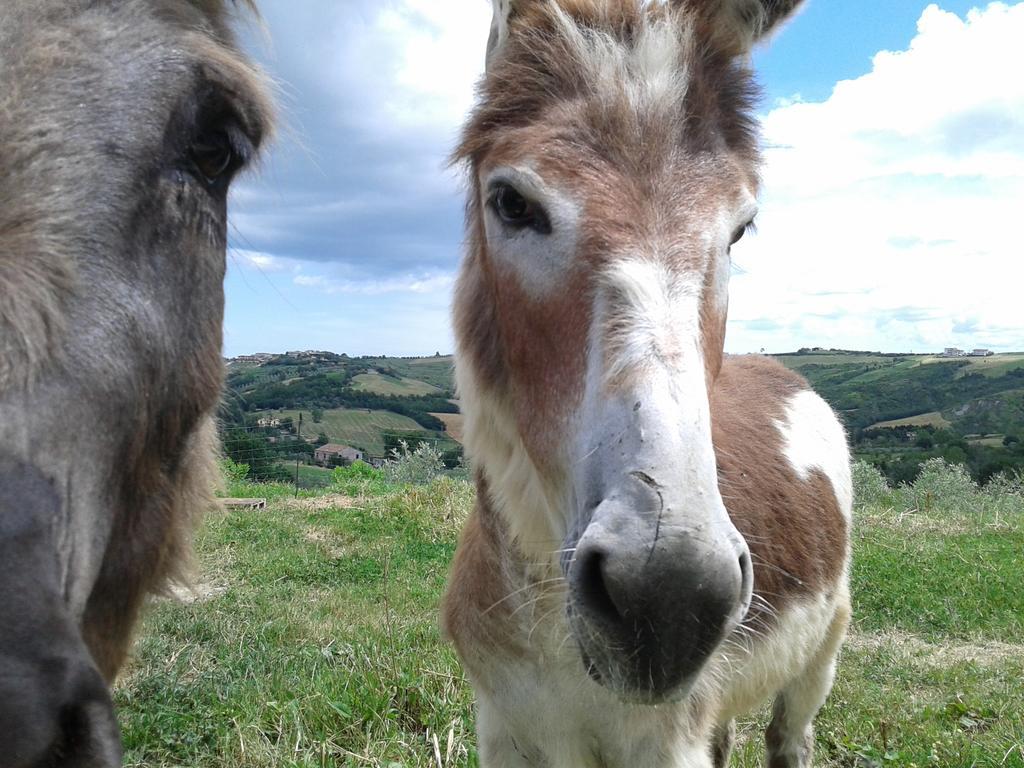 サンマリノ Podere Lesignanoヴィラ エクステリア 写真