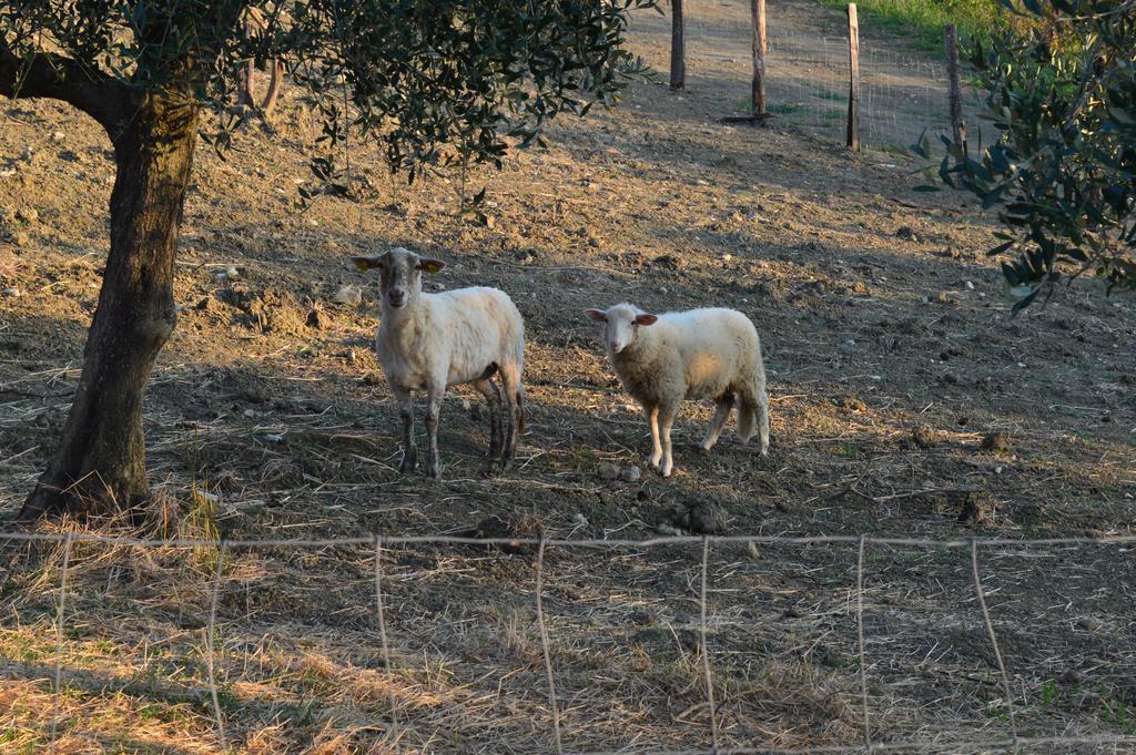 サンマリノ Podere Lesignanoヴィラ エクステリア 写真
